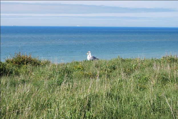 Cote d'Opale 7