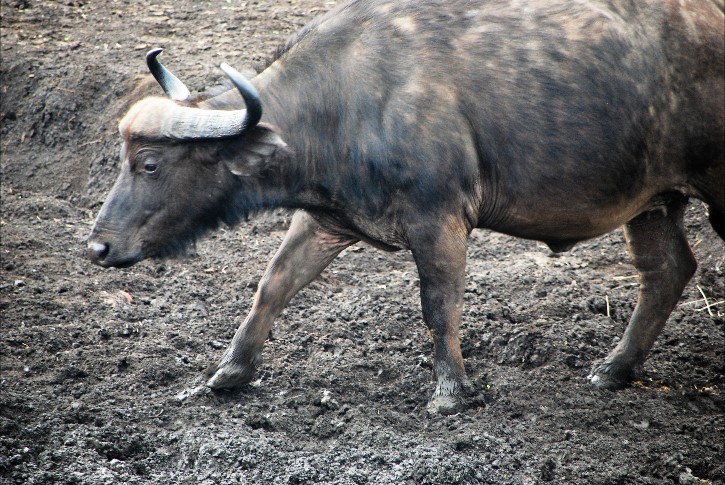 South Africa 1