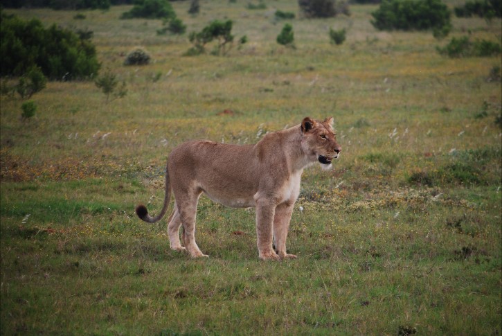 South Africa 2