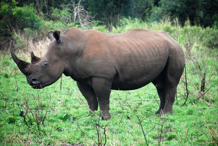 South Africa 4