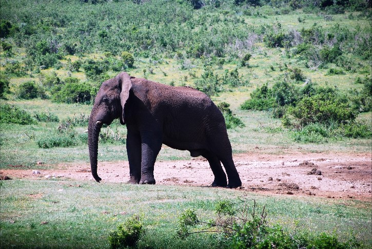 South Africa 5